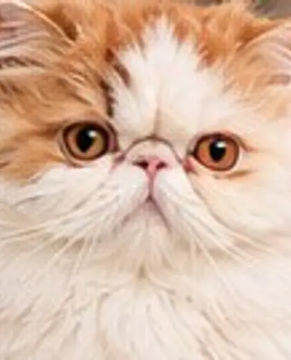 Flynn, our red and white Persian sire