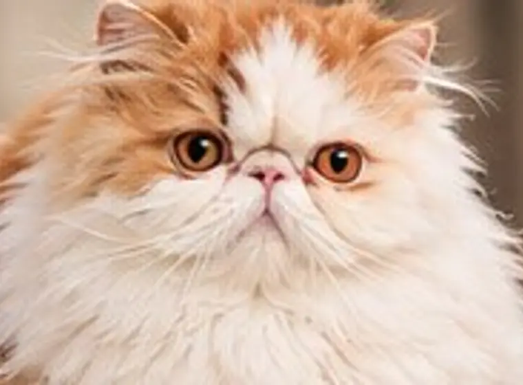 Flynn, Red and White Persian Male