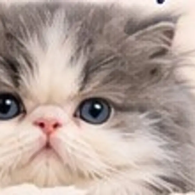 Singleton, the blue and white Persian kitten from Luna and Flynn's 2025 litter