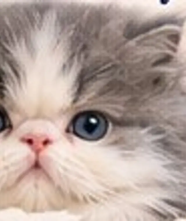 Singleton, blue and white Persian female kitten